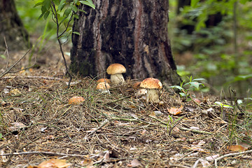 Image showing Mushrooms in the woods