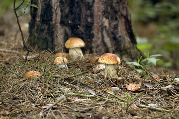 Image showing Mushrooms in the woods