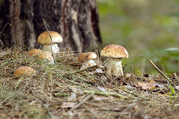 Image showing Mushrooms in the woods