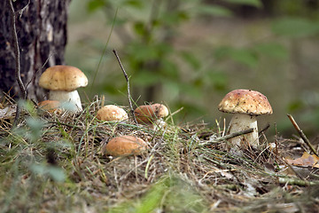 Image showing Mushrooms in the woods