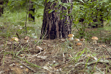 Image showing Mushrooms in the woods