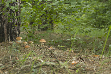 Image showing Mushrooms in the woods