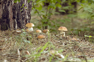 Image showing Mushrooms in the woods