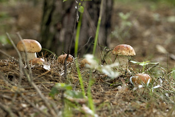 Image showing Mushrooms in the woods