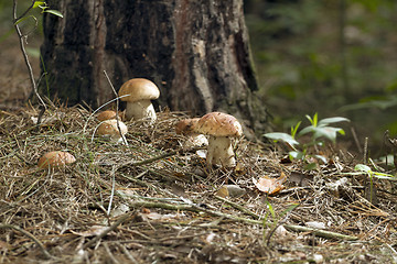 Image showing Mushrooms in the woods