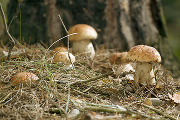 Image showing Mushrooms in the woods