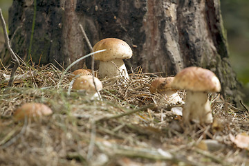 Image showing Mushrooms in the woods