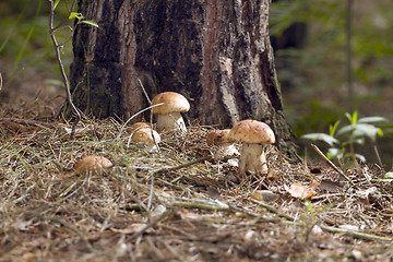 Image showing Mushrooms in the woods