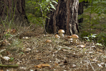 Image showing Mushrooms in the woods