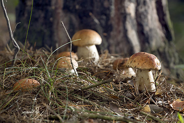 Image showing Mushrooms in the woods