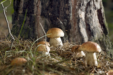 Image showing Mushrooms in the woods