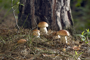 Image showing Mushrooms in the woods