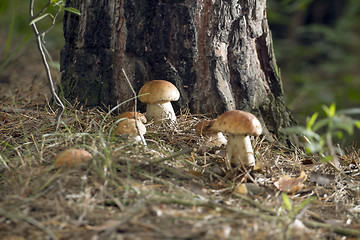 Image showing Mushrooms in the woods