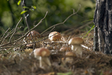 Image showing Mushrooms in the woods