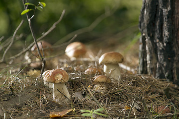 Image showing Mushrooms in the woods