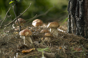 Image showing Mushrooms in the woods