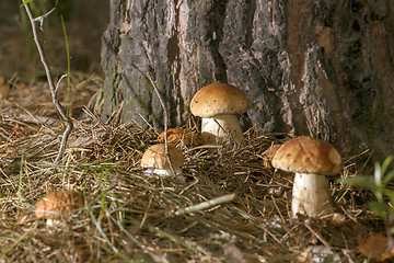 Image showing Mushrooms in the woods