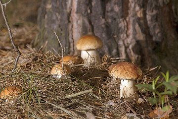 Image showing Mushrooms in the woods