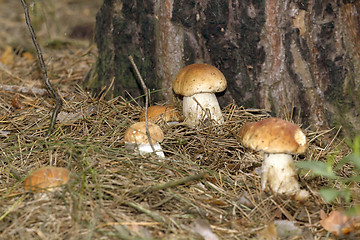 Image showing Mushrooms in the woods