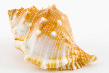 Image showing Conch