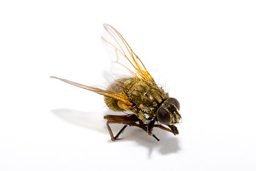 Image showing Fly