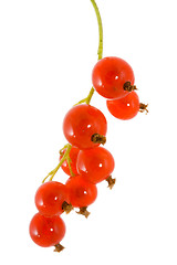 Image showing Red Currants