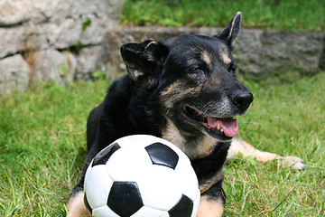Image showing Sportsdog