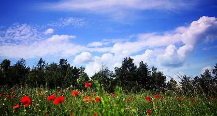 Image showing green glade in front of pine wood