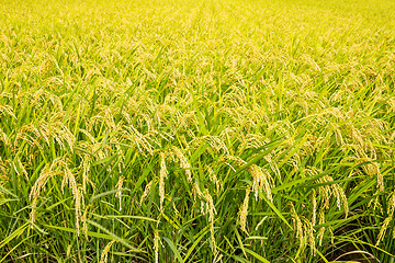 Image showing Rice farmland