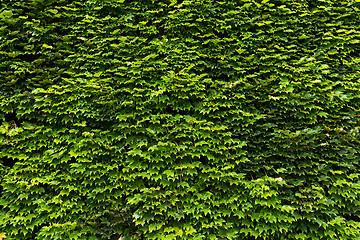 Image showing Wall of ivy
