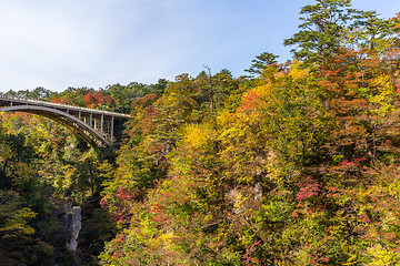 Image showing Autumn foliage on the cliff