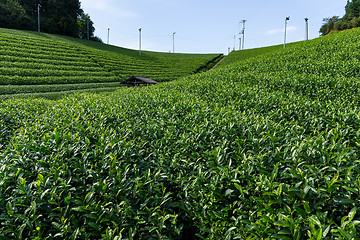 Image showing Green Tea garden