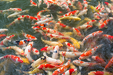 Image showing Carp fish in pond