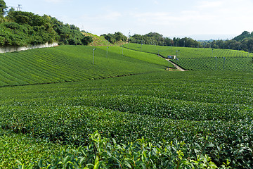 Image showing Tea garden farm in Japan