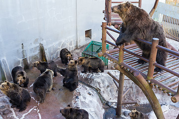 Image showing Cute Bear in zoo