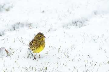 Image showing Yellowhammer bird looking for food