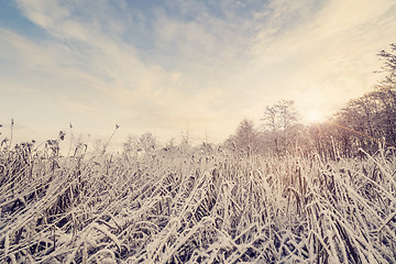 Image showing Wilderness with frozen nature in the winter