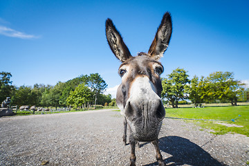 Image showing Funny donkey close-up standing on a road