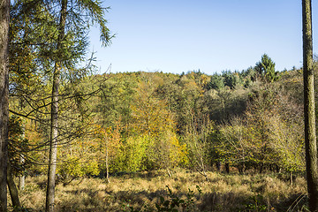 Image showing Autumn scenery in a forest on a sunny day