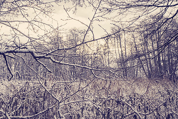 Image showing Sunrise in the forest with frozen branches