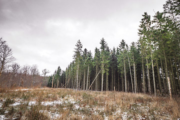 Image showing Tall pine trees forest near a meadow