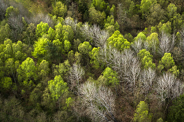 Image showing Forest seen from above with green and white trees