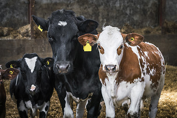 Image showing Curious cows looking at you