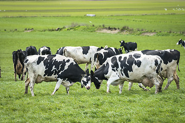 Image showing Cows head to head on a green meadow