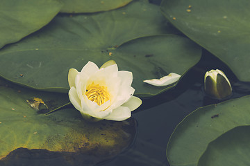Image showing Waterlily blooming with a white flower
