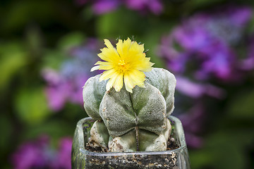 Image showing Cactus with a yellow flower in a garden