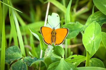 Image showing Beautiful orange Scarce Copper butterfly (Lycaena virgaureae)