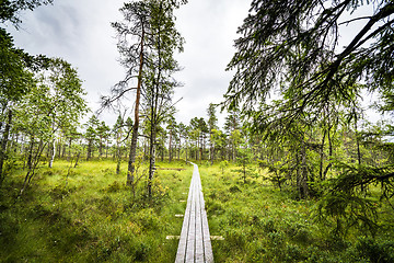 Image showing Nature trail in a beautiful forest with green grass