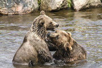 Image showing Two bears fighting in a river