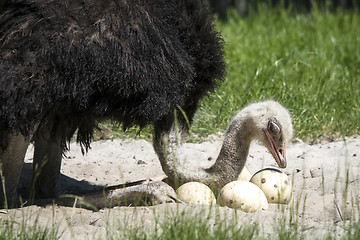 Image showing African ostrich protecting her eggs